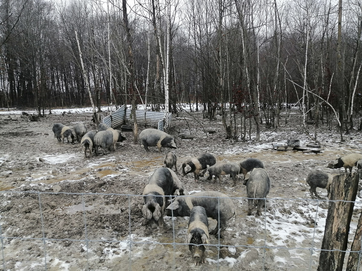 Szakmai látogatás tudományos, kutatási céllal